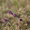 Küchenschellen 07.04.018