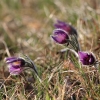 Küchenschellen 07.04.018