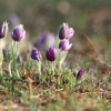 Küchenschellen 07.04.018