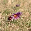 Küchenschellen 07.04.018