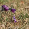 Küchenschellen 07.04.018
