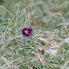 Küchenschellen 07.04.018