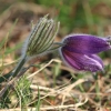 Küchenschellen 07.04.018