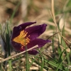 Küchenschellen 07.04.018