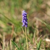 Küchenschellen 07.04.018