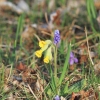 Küchenschellen 07.04.018