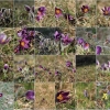 Küchenschellen 07.04.018