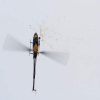 10. Eierfliegen MSG Gechingen 06.04.2015