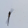 10. Eierfliegen MSG Gechingen 06.04.2015