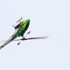 10. Eierfliegen MSG Gechingen 06.04.2015