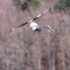 11. Eierfliegen @ MSG Gechingen 02.04.2018