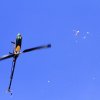 11. Eierfliegen @ MSG Gechingen 02.04.2018