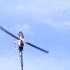 11. Eierfliegen @ MSG Gechingen 02.04.2018