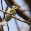 11. Eierfliegen @ MSG Gechingen 02.04.2018