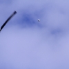 11. Eierfliegen @ MSG Gechingen 02.04.2018