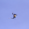 11. Eierfliegen @ MSG Gechingen 02.04.2018