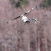 11. Eierfliegen @ MSG Gechingen 02.04.2018