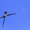 11. Eierfliegen @ MSG Gechingen 02.04.2018