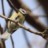 11. Eierfliegen @ MSG Gechingen 02.04.2018