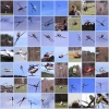 11. Eierfliegen @ MSG Gechingen 02.04.2018