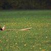 11. KirchheimOpen 2014