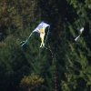 12. Laichinger Drachenfest