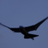 16. Oldtimer-Fliegertreffen Hahnweide 02.09.2011