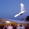 16. Oldtimer-Fliegertreffen Hahnweide 02.09.2011
