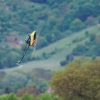 17. Heidelberger Vatertags-Helitreffen