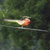 18. Heidelberger-Vatertags-Helitreffen