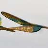 2. Freundschaftsfliegen