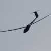Airlinertreffen Oppingen