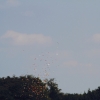 Airlinertreffen Oppingen