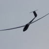 Airlinertreffen Oppingen