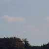 Airlinertreffen Oppingen