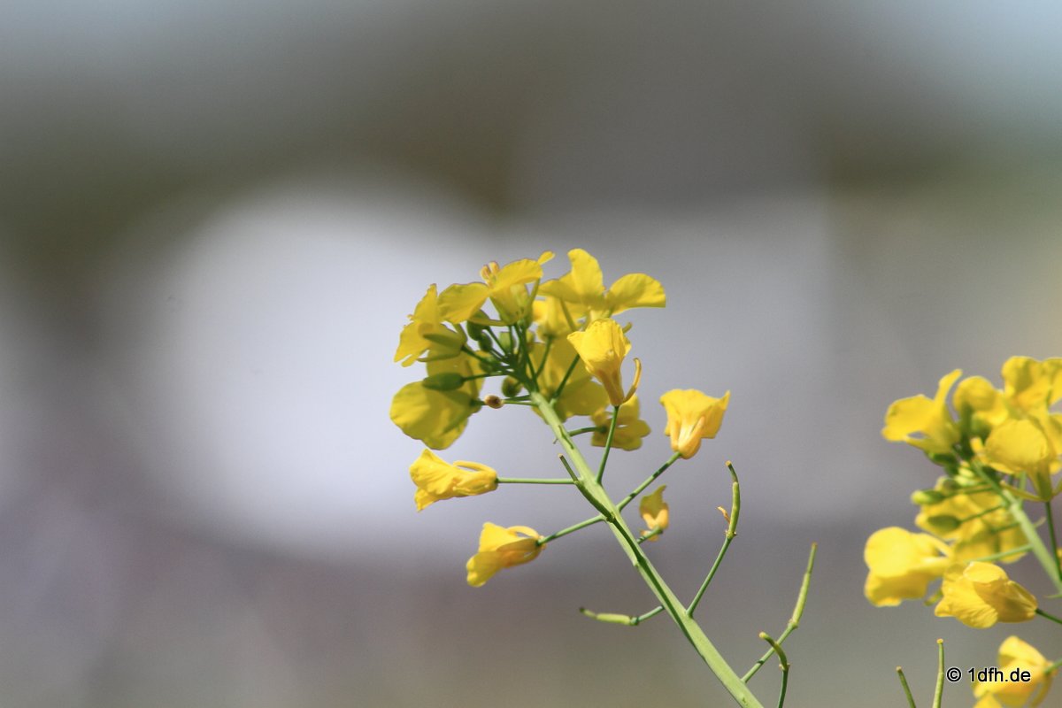 1dfh-050516-067