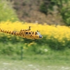 1dfh-050516-049