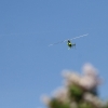 1dfh-050516-083