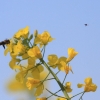 1dfh-050516-088