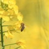 1dfh-050516-090