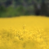 1dfh-050516-096