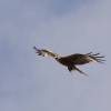 OF-Helitreffen Aldingen