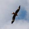 OF-Helitreffen Aldingen