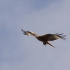 OF-Helitreffen Aldingen