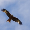 OF-Helitreffen Aldingen