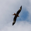 OF-Helitreffen Aldingen