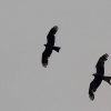 25. Farrenberg-Segelflugwettbewerb