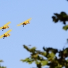 26. Flugtage Rossfeld