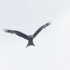 Flugshow MSV-Blaustein