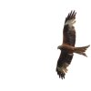 Flugshow MSV-Blaustein